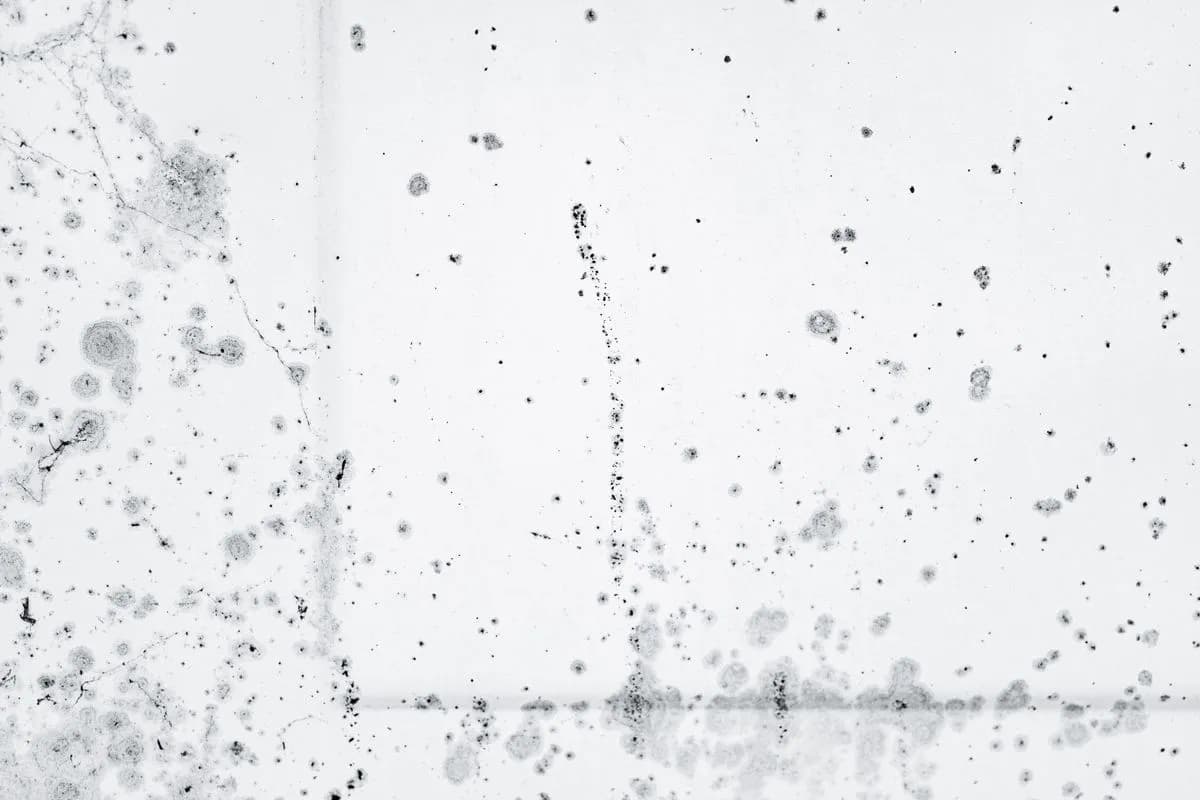Close-up view of mold growth and staining on an interior wall